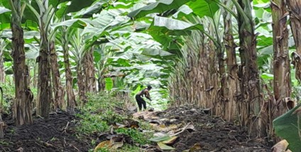 Kebun-Sungrow